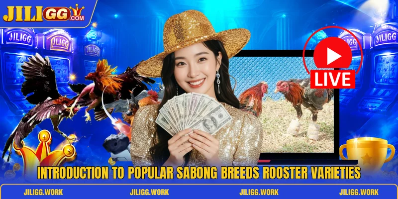 Introduction to popular Sabong breeds rooster varieties Introduction to popular Sabong breeds rooster varieties